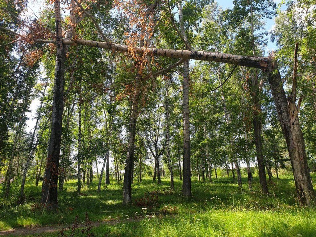 В конкурсе на благоустройство 2024 года победила Берёзовая роща |  07.06.2023 | Ачинск - БезФормата