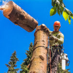 В Ачинске до конца года обрежут более 300 деревьев