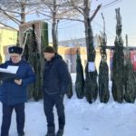 В Ачинске открылись ёлочные базары