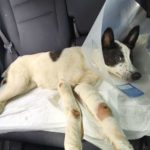 На ачинца, выбросившего собаку из окна общежития, завели уголовное дело
