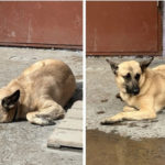 В приюте «Доброе сердце» собака покусала троих человек