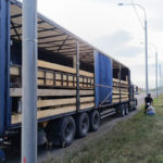 Сотрудники Россельхознадзора не пустили в Ачинск подозрительных коров-иностранок