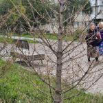 Подрядчики-озеленители обязались поменять в Ачинске засохшие деревья