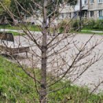 Подрядчик отказался заменить погибшие в Ачинске саженцы в рамках гарантийных обязательств