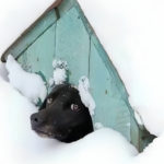 Ачинская школьница пострадала от собаки, которой жители соседнего дома поставили будку