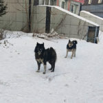 Бездомные собаки за минувшую неделю покусали троих ачинцев