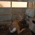 В Ачинске спасли заблудившуюся косулю