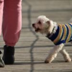 В Ачинске скандал из-за собаки без намордника довёл соседей до суда