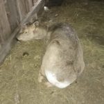 Жители Ачинского округа спасли от собак косулю