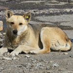 Ачинскую предпринимательницу будут судить за фиктивный отлов бродячих животных в Боготоле