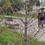 Заместитель главы округа распорядился убрать из Ачинска все засохшие деревья