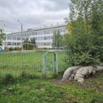 В центре Ачинска собака напала на ребёнка